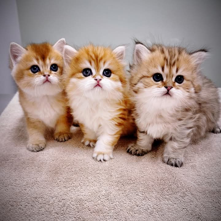 Purebred British Shorthair Kittens for Sale in the USA