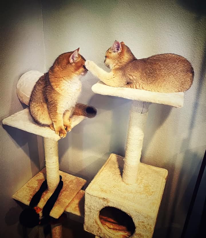 British Shorthair kittens