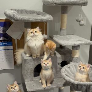 Essential Kitten Supplies