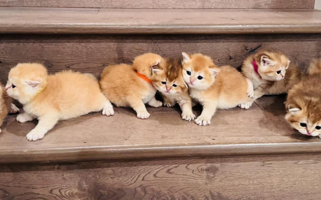 TICA registered British kittens for sale