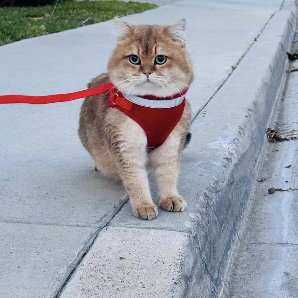 TICA registered British kittens for sale