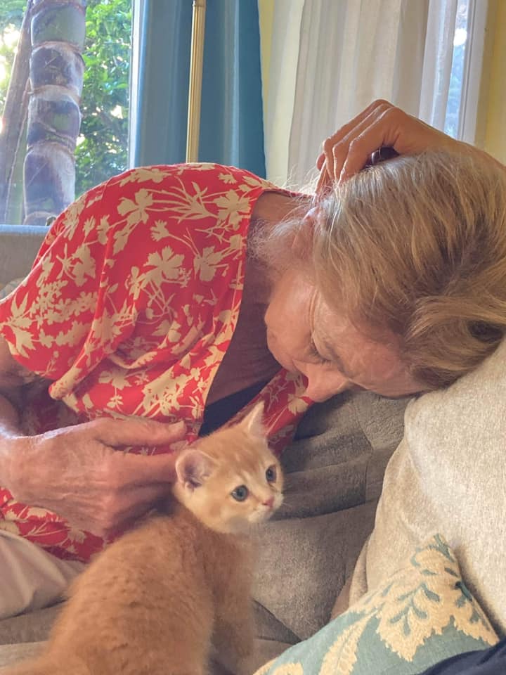 Apply for kitten adoption online